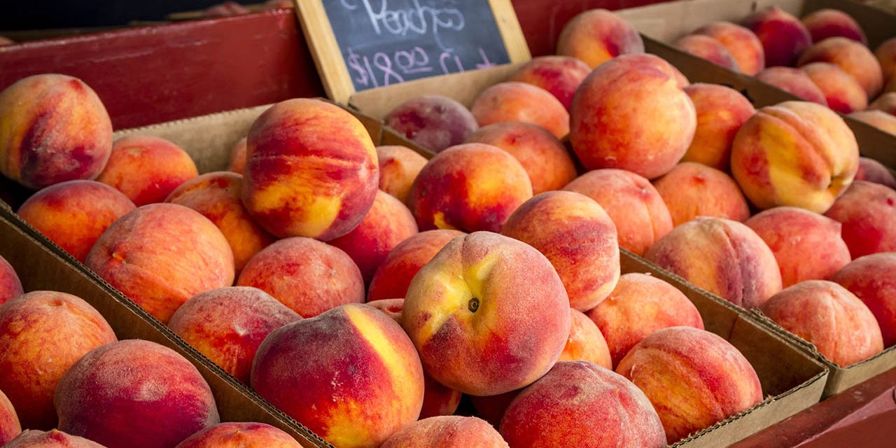 Chambersburg Peaches near Twin Bridge Campground